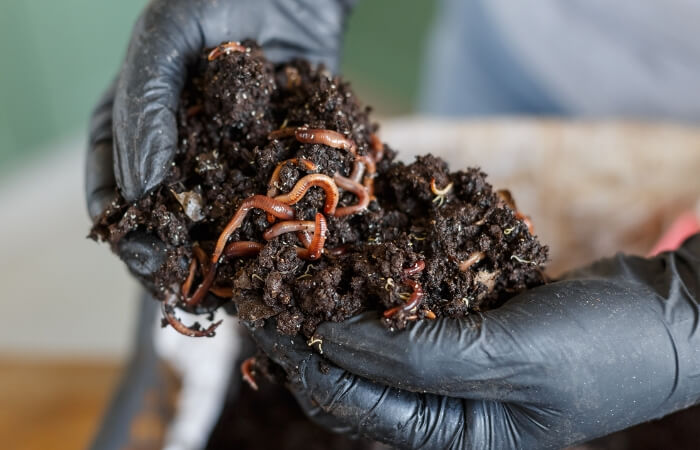 red wigglers in compost soil