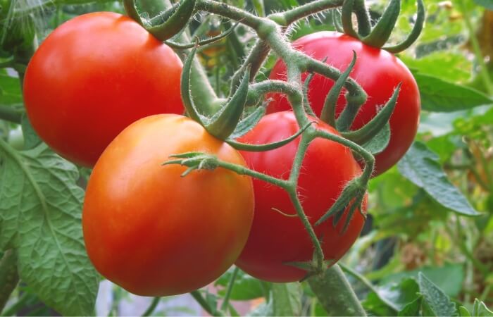 ripe tomatoes still on the plant