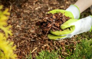 should you remove old mulch