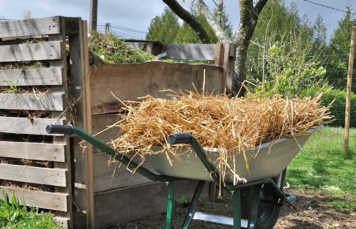 straw in wheelbarrow at compost pile