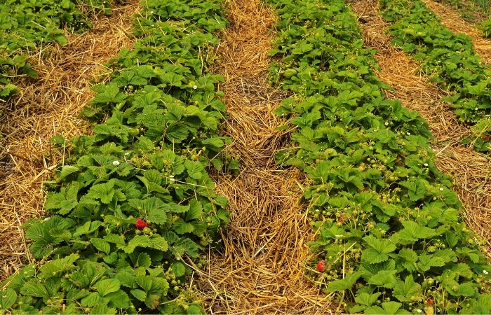 straw mulch path between rows strawberries
