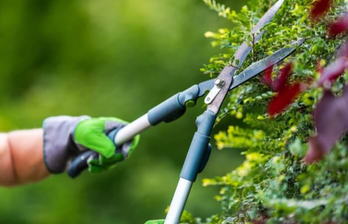 trimming hedge with shears
