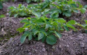 what to plant after potatoes