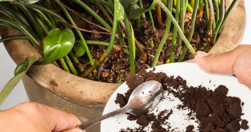 adding used tea to potted plant