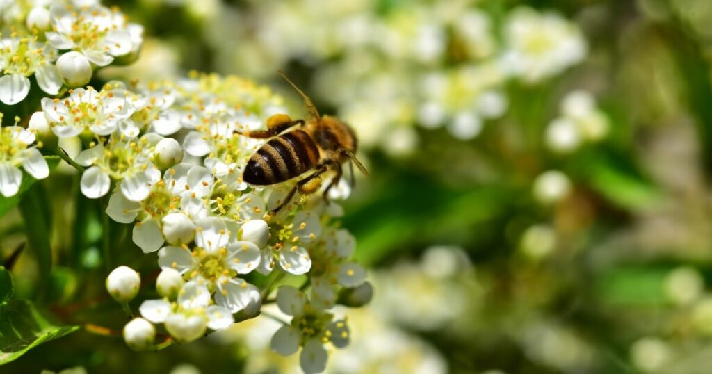 bee polinating white flowers