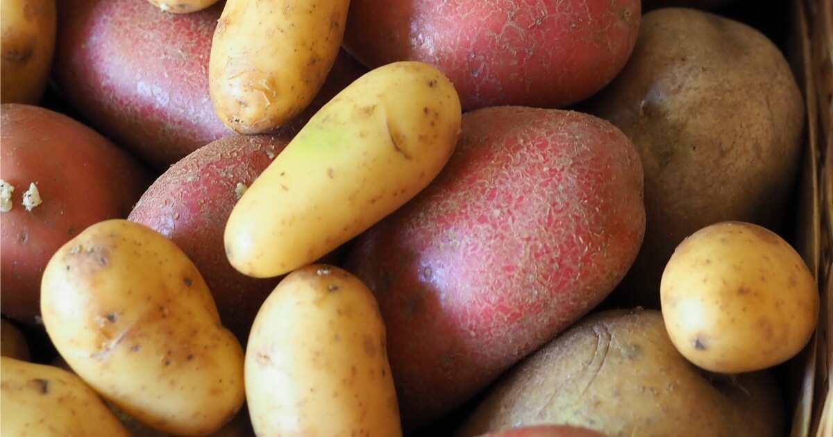 determinate vs indeterminate potatoes