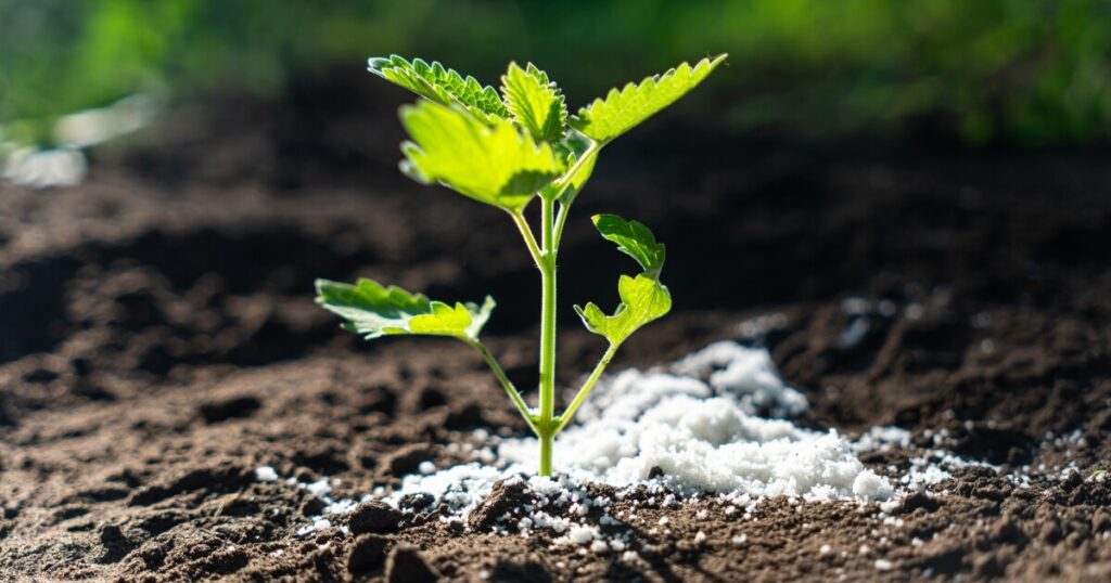 fertilizing young plant in garden soil