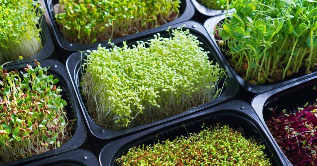 growing microgreens for beginners