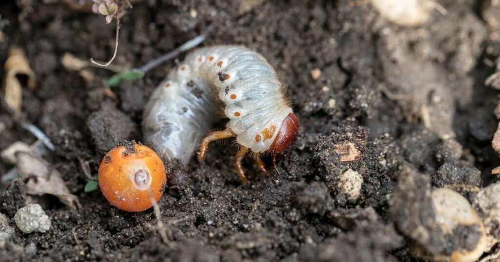 grub in compost pile