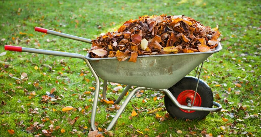 leaves raked in wheelbarrow