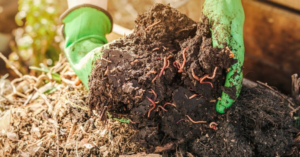 mixing compost with worms