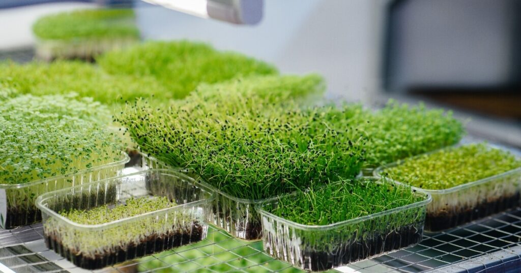 sprouted microgreens placed under light