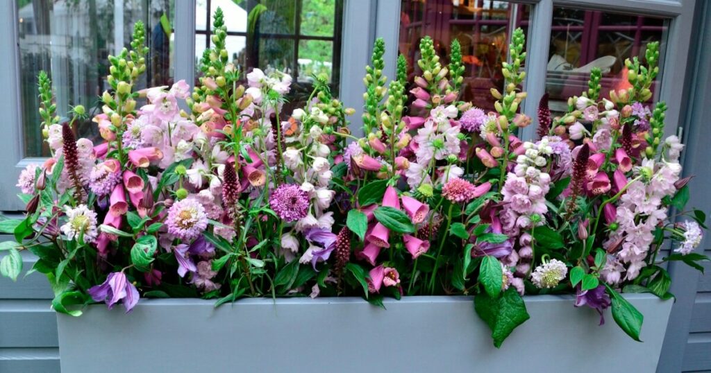 window box garden with pink flowers