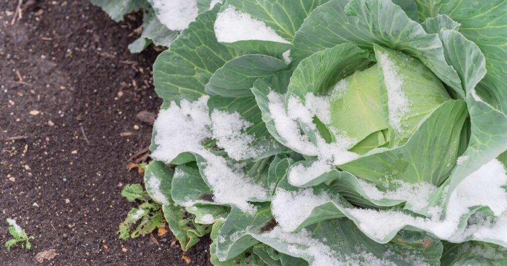 bad weather snow on cabbage