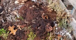 composting coffee grounds in backyard