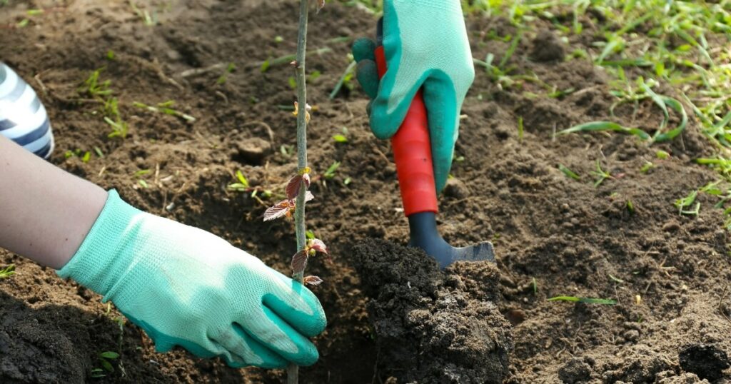 digging in garden with trowel