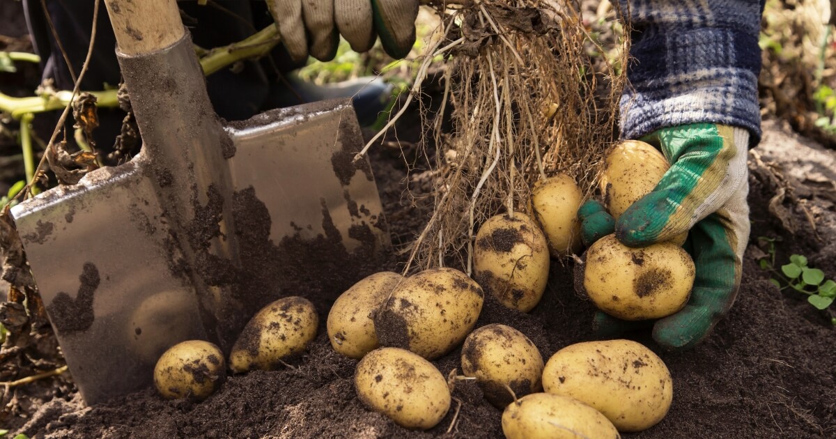 growing potatoes - harvesting in garden