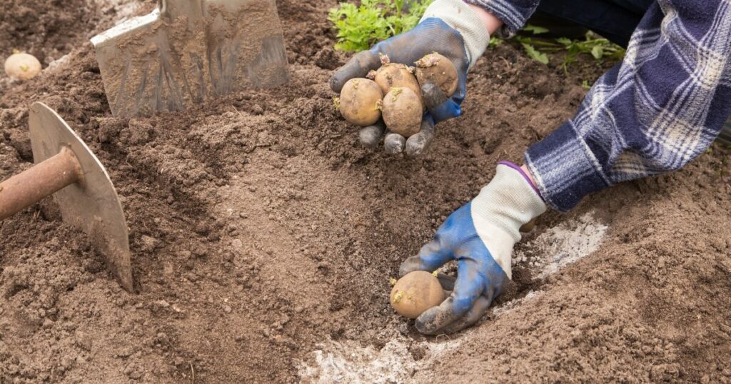 growing potatoes planting seed potatoes