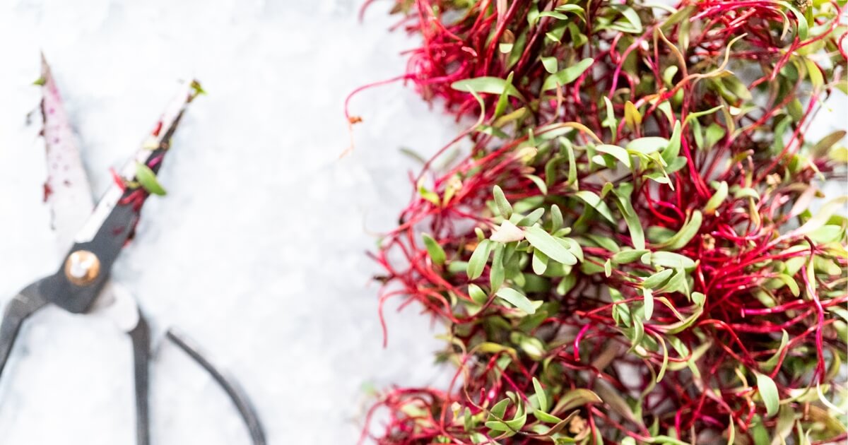 how to harvest microgreens radish