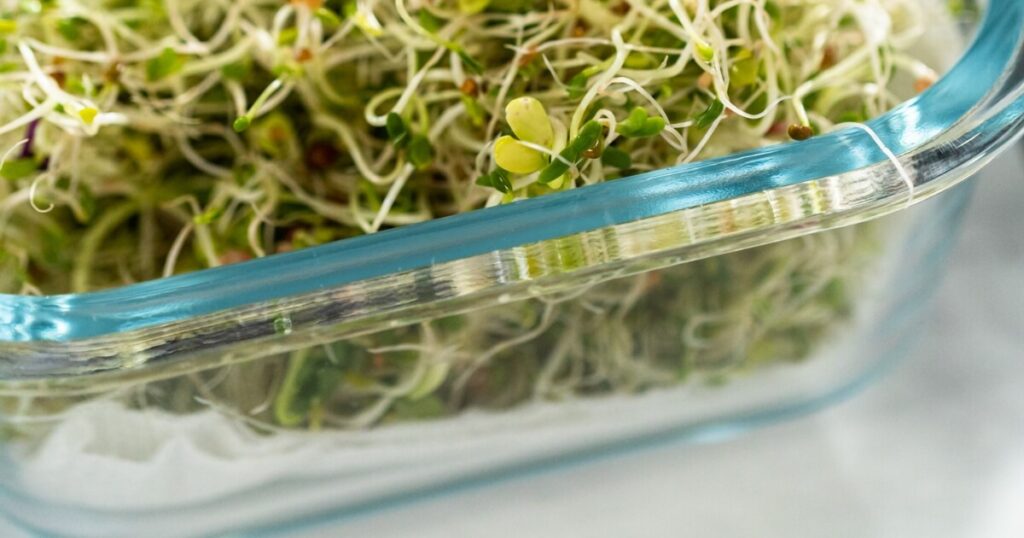microgreens in container with paper towel