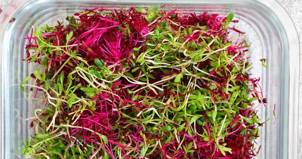 microgreens in plastic container