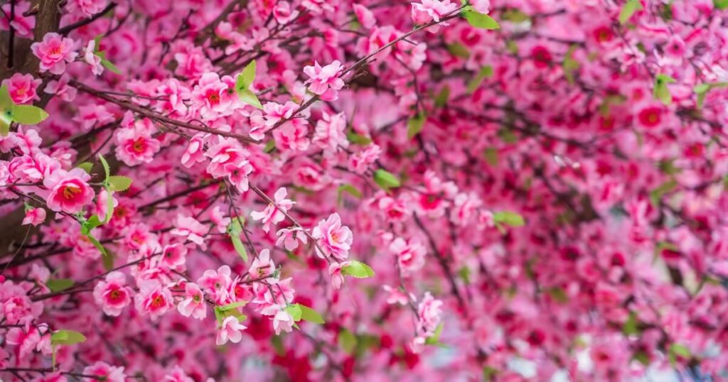 perfect peach blossoms on tree