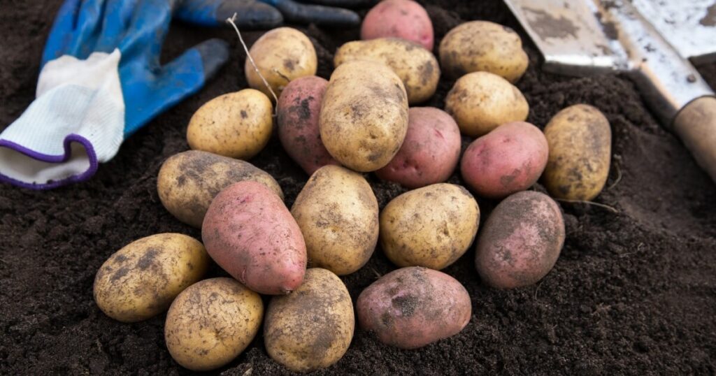 pile of harvested potatoes on top of soil