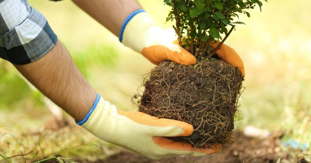 planting bush with garden gloves