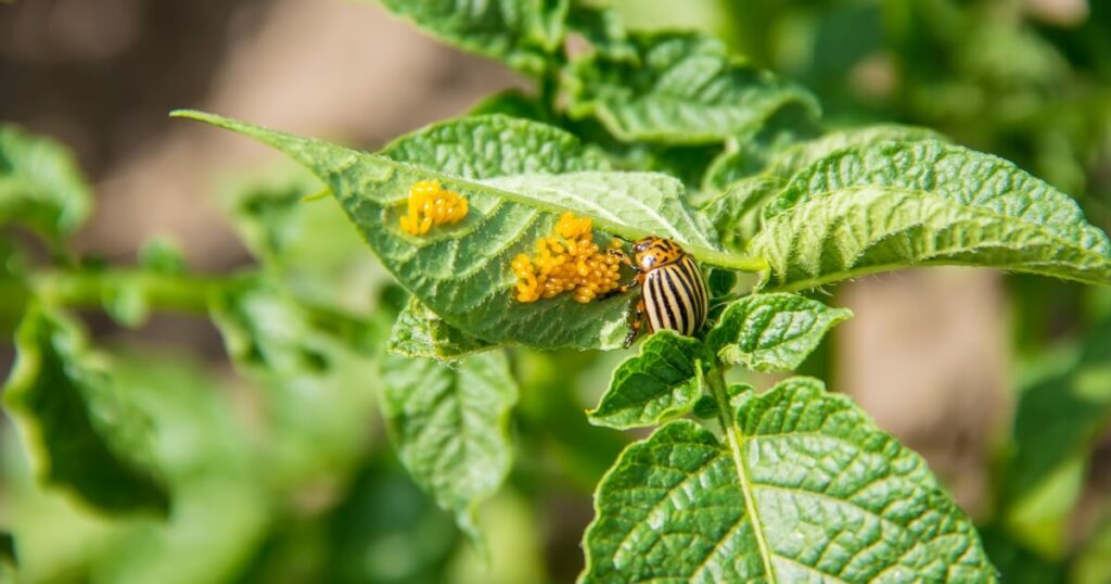 potato bug with eggs on plant