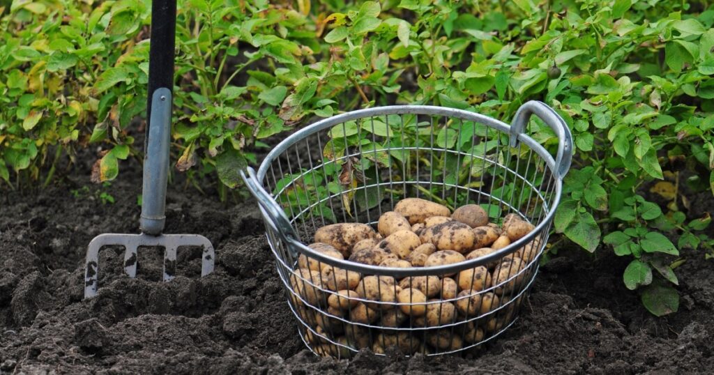 potatoes dug with garden fork