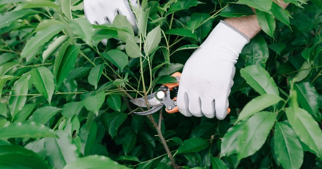pruning small branches with pruners