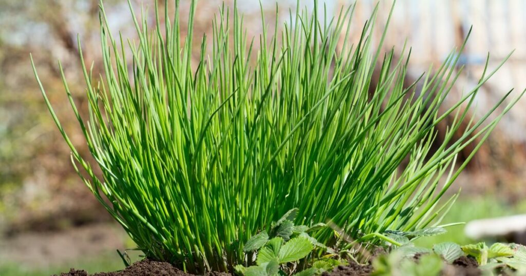 spring chives in-ground
