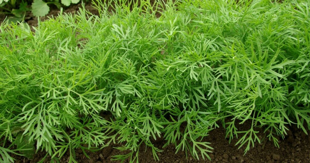 spring dill in-ground