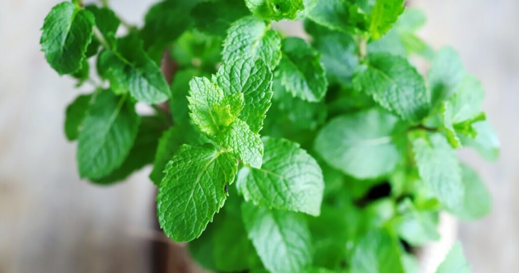 spring mint in a pot