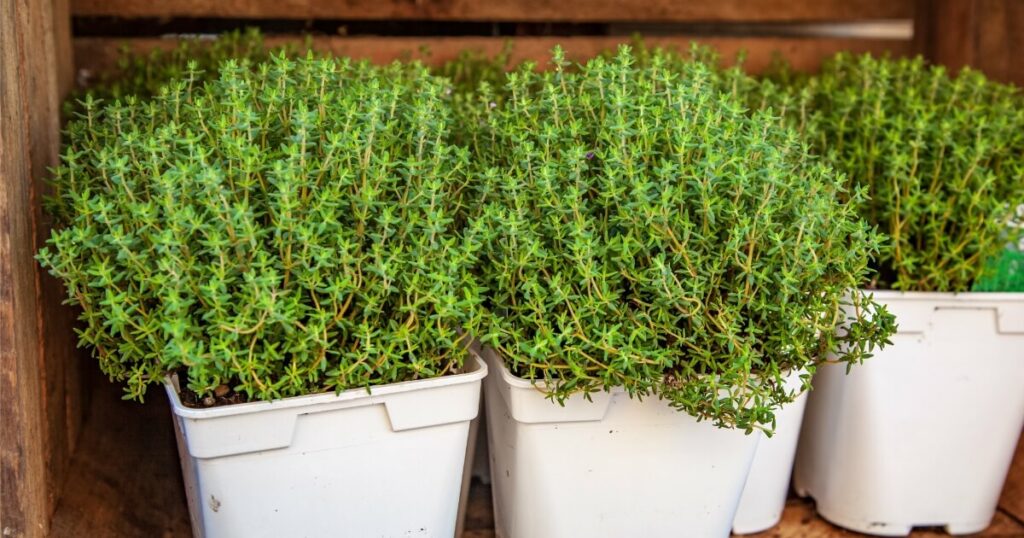 spring thyme growing in pots