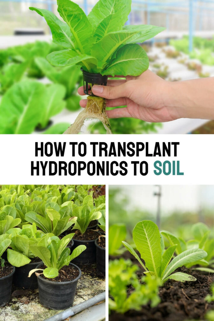 transferring hydroponic plants to soil