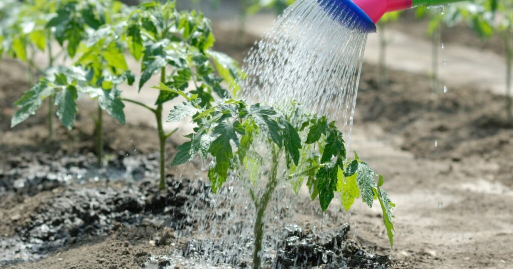watering feeding seedling tomatoes