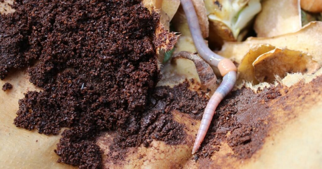 worm crawling on coffee grounds
